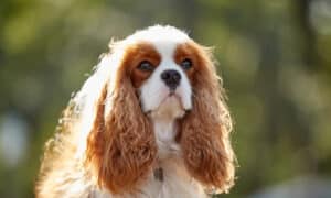 A farsighted dog king charles spaniel