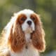 A farsighted dog king charles spaniel