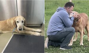 Animal Shelter Puts Down Healthy Missing Dog