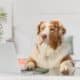 Australian Shepherd Dog With Laptop On Table In Bedroom