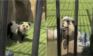 Chinese zoo admits its pandas are dyed dogs