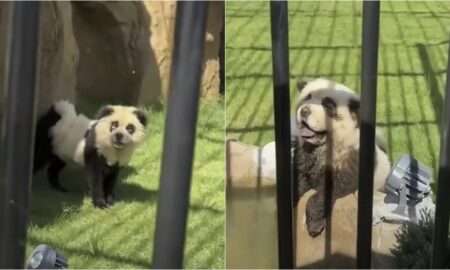 Chinese Zoo Admits Its Pandas Are Dyed Dogs