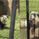 Chinese Zoo Admits Its Pandas Are Dyed Dogs