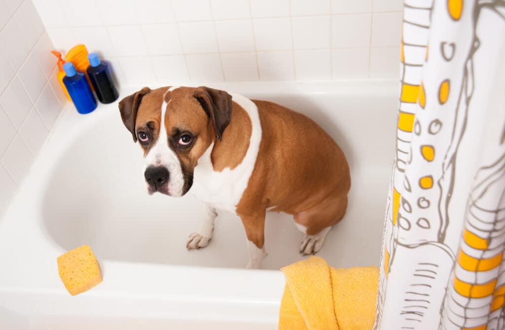 Cute Boxer Dog Making Puppy Eyes