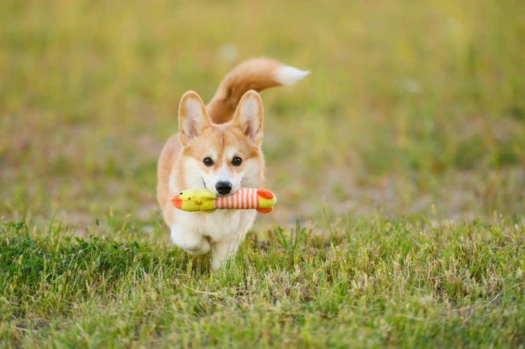 Cute Welsh Corgi Dog Happily Runs With Toy In Mouth