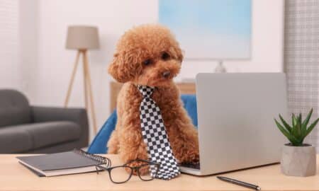 Cute Poodle Wearing A Necktie With A Laptop