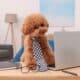 Cute Poodle Wearing A Necktie With A Laptop