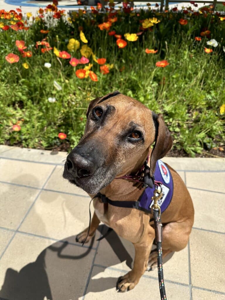 Dayo The Therapy Dog