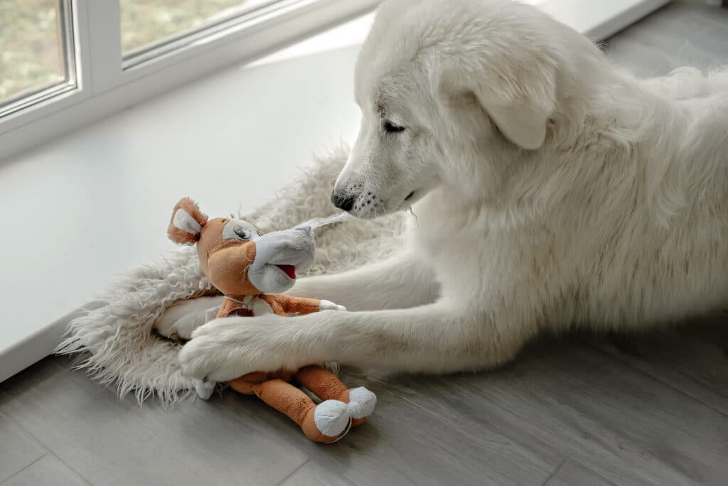 Dog Looking At Toy