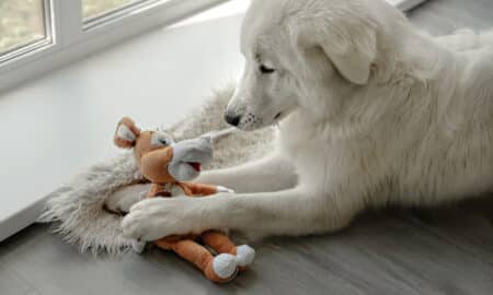 Dog Looking At Toy