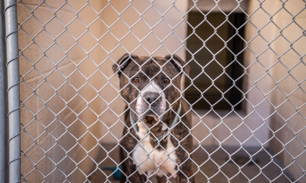 Gray Brown And White Adult Mixed Breed Pit Bull Inside Animal Shelter Kennel