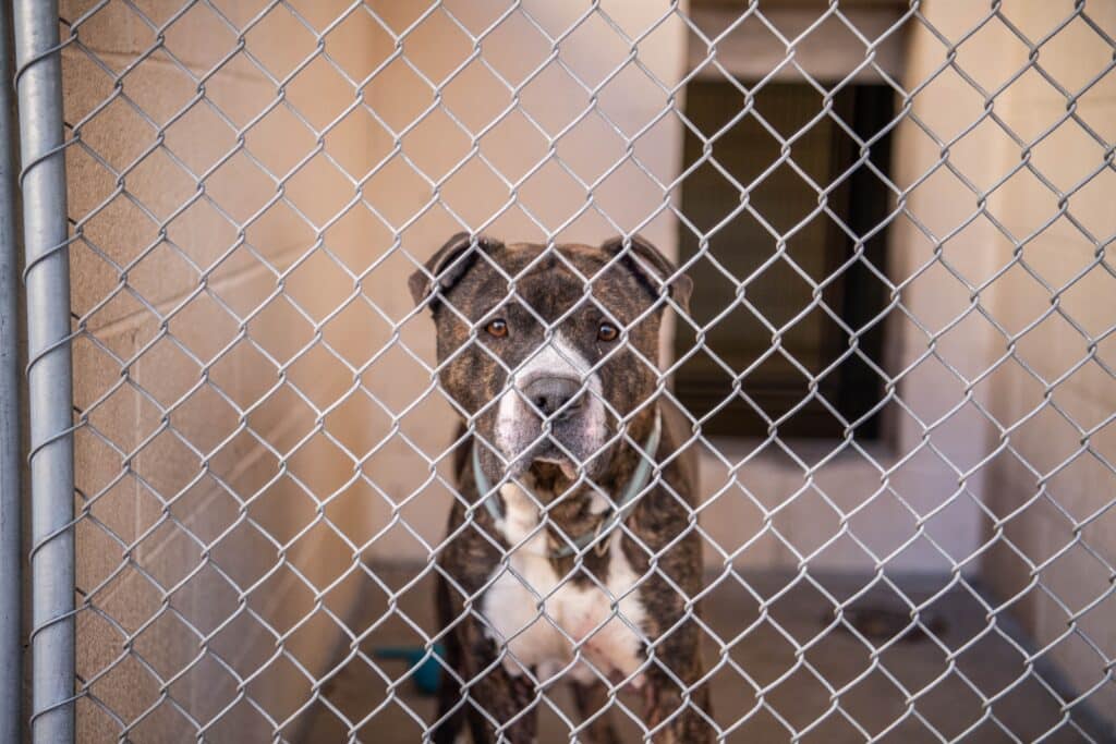 Gray Brown And White Adult Mixed Breed Pit Bull  Inside Animal Shelter Kennel