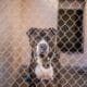 Gray Brown And White Adult Mixed Breed Pit Bull Inside Animal Shelter Kennel