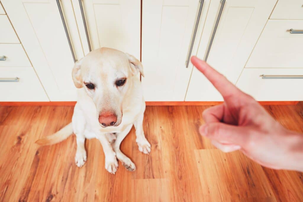 Hand Of Man And Guilty Dog - Dog Apology Behavior