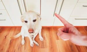 Hand Of Man And Guilty Dog - Dog Apology Behavior