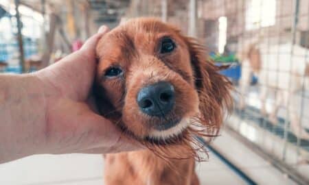 Male hand petting stray dog in pet shelter