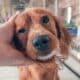 Male Hand Petting Stray Dog In Pet Shelter