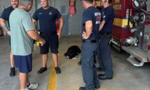 Oakland Park Fire Department Found Missing Dog Who Fled From Car Crash