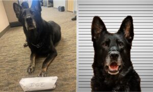 Police dog steals coworker's lunch