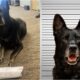 Police dog steals coworker's lunch