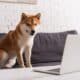 Shiba Inu Looking At Laptop In Living Room