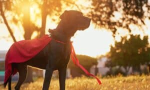 Shot Of A Dog With A Cape Standing Outside