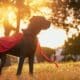 Shot of a dog with a cape standing outside