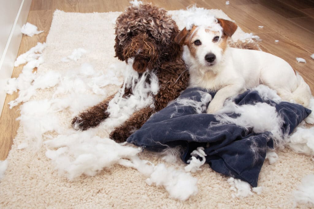 Two Dogs With Innocent Expression After Destroy A Pillow