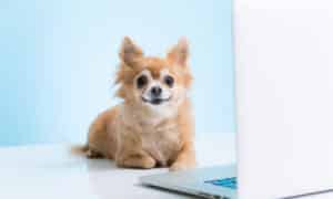 Chihuahua And Computer In Front Of Blue Background