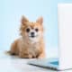 chihuahua and computer in front of blue background