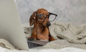 Dachshund In Black Glasses Covered With A Gray Blanket Works, Reads, Looks At A Laptop