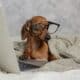 dachshund in black glasses covered with a gray blanket works, reads, looks at a laptop