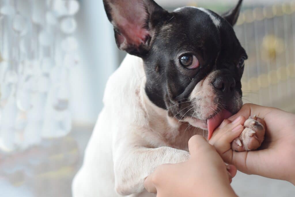 French Bulldog Puppy Dog Licking A Girl Kid Hands