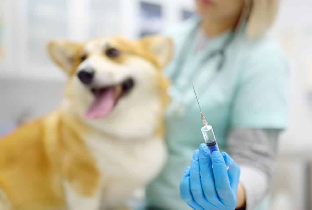 A Veterinarian Examines A Corgi Dog At A Veterinary Clinic. The Doctor Is Preparing To Vaccinate The Pet.