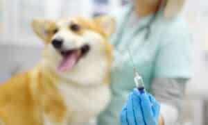 A veterinarian examines a corgi dog at a veterinary clinic. The doctor is preparing to vaccinate the pet.