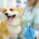 A veterinarian examines a corgi dog at a veterinary clinic. The doctor is preparing to vaccinate the pet.