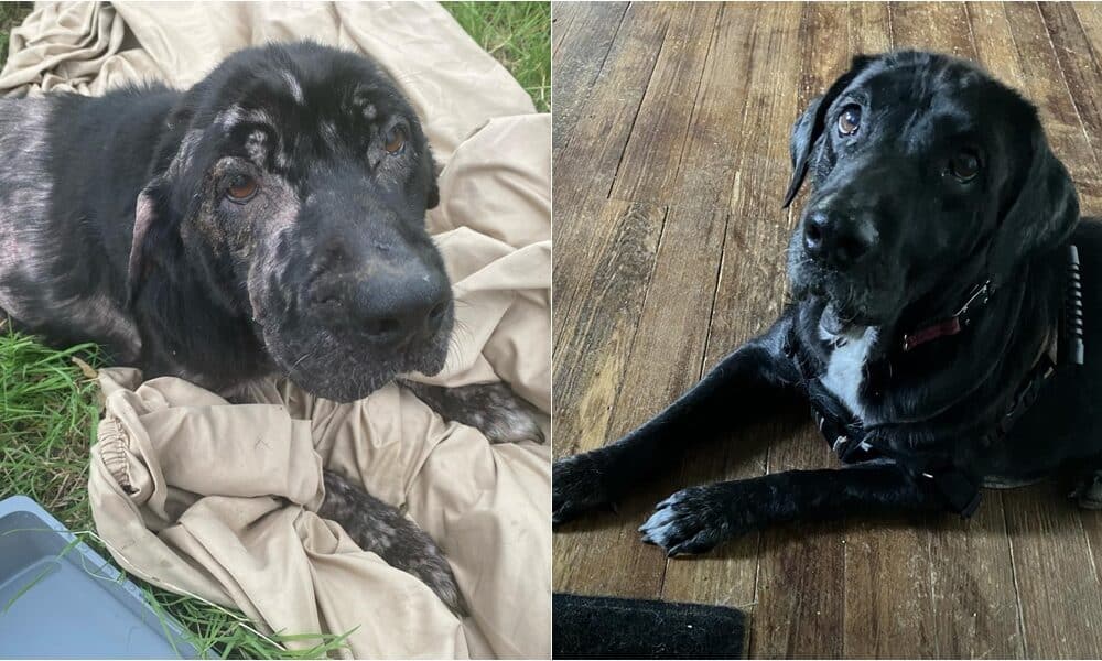 Abandoned Bald Dog Gets Rescued And Finds Foster Home