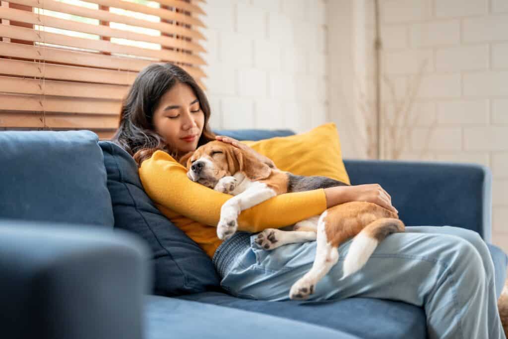 Adorable Beagle Dog Puppy Sleeping On Young Owner'S Shoulder.