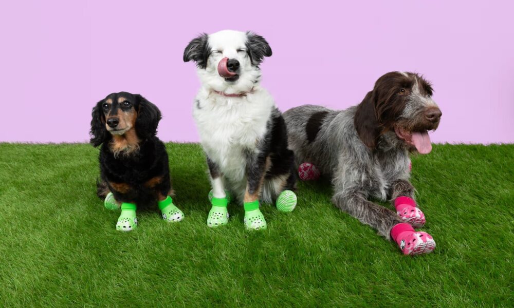 Crocs For Dogs