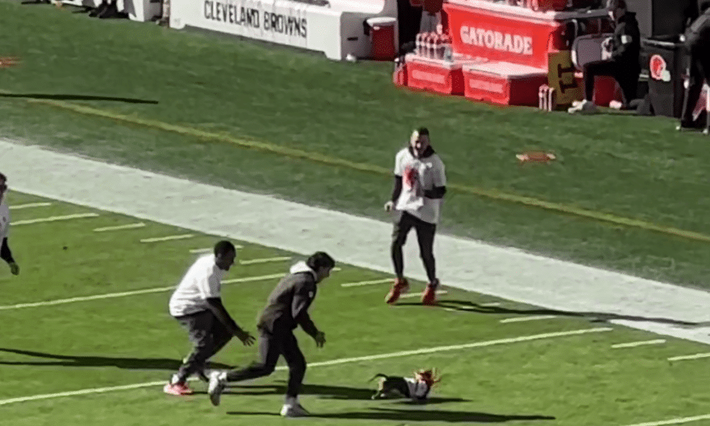 Dachshund Escapes And Runs Around The Field At Nfl Game