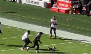 Dachshund escapes and runs around the field at NFL game