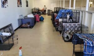 Dog advocacy group holds pop-up spay and neuter clinic