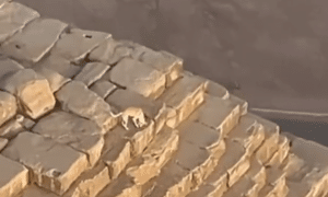 Dog on top of the Pyramid Of Giza