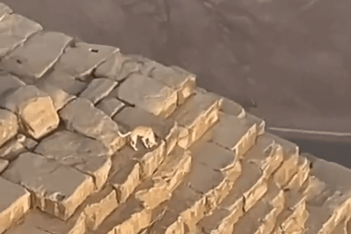 Dog On Top Of The Pyramid Of Giza