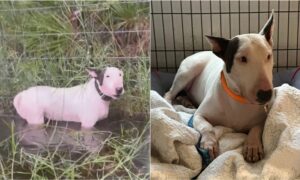 Dog tied to a fence during hurricane milton