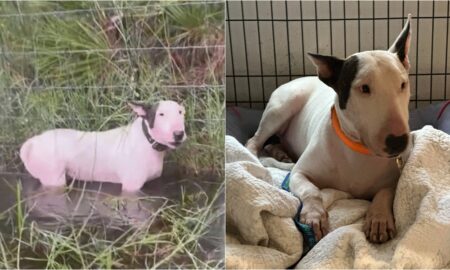 Dog Tied To A Fence During Hurricane Milton