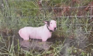 Dog tied to a pole and abandoned by owners