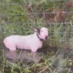 Dog tied to a pole and abandoned by owners