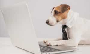 Jack Russell Terrier dog in a tie working on a laptop on a white background