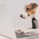 Jack Russell Terrier dog in a tie working on a laptop on a white background